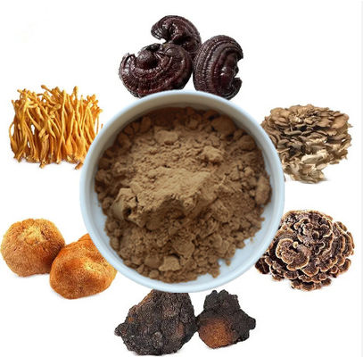 Mix 6 in 1 Pilzextrakt Pulver Cordyceps Ganoderma Reishi Chaga Türkei Schwanz Maitake Löwenmännchen Pilzepulver