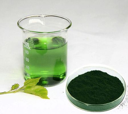 Hersteller Großhandelspreis Natürlicher Maulbeer-Extrakt reines Chlorophyllpulver in großen Mengen