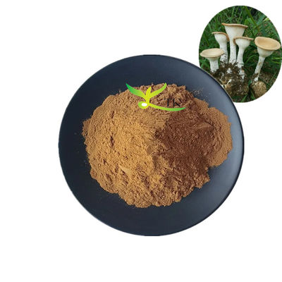 Natürliche Lignosus Rhinocerus Tigermilch Pilzextrakt Pulver 10% bis 30% Polysaccharide